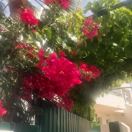 Debimar * 알부페이라